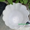 Bộ 02 chậu hoa rum 33x43cm trắng sang trọng, size lớn nhựa dày, trồng hoa kiểng đẹp, giá 157.000đ 4