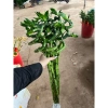 Bó 10 Cây Trúc Phát Tài Xoắn - Cây phong thủy cực khỏe, giá ưu đãi 185.000đ
