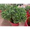 Bó 10 Cây Trúc Phát Tài Xoắn - Cây phong thủy cực khỏe, giá ưu đãi 185.000đ 2