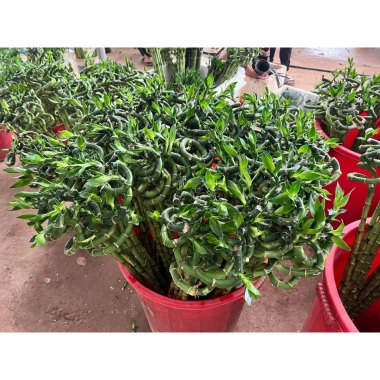 Bó 10 Cây Trúc Phát Tài Xoắn - Cây phong thủy cực khỏe, giá ưu đãi 185.000đ