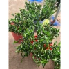 Bó 10 Cây Trúc Phát Tài Xoắn - Cây phong thủy cực khỏe, giá ưu đãi 185.000đ 3