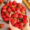 Bộ 5/10 Chiếc Dâu Tây Nhân Tạo Nhựa - Trang Trí Giáng Sinh, Bánh Cưới, Tiệc Ảnh, Giá 29.260₫ 2