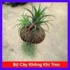Bộ cây không khí treo mini - Cây cảnh không đất, trang trí không gian, chỉ 65.000₫