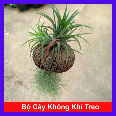 Bộ cây không khí treo mini - Cây cảnh không đất, trang trí không gian, chỉ 65.000₫