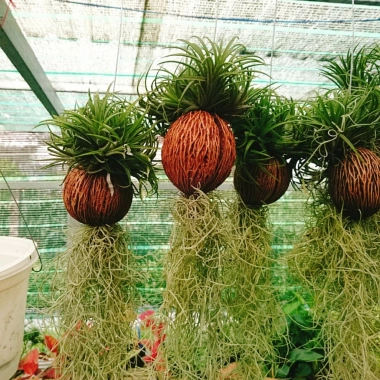 Bộ cây không khí treo mini - Cây cảnh không đất, trang trí không gian, chỉ 65.000₫ 2