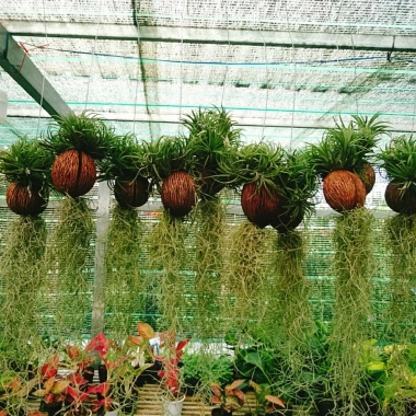 Bộ cây không khí treo mini - Cây cảnh không đất, trang trí không gian, chỉ 65.000₫ 9