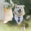 Bộ Đồ Chó Đầm Tuxedo Vàng Kích Thước Lớn - Frayed Edge, dành cho Shepherd, Labrador, Shiba Inu - Đám cưới & tiệc ảnh 2