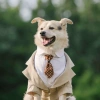 Bộ Đồ Chó Đầm Tuxedo Vàng Kích Thước Lớn - Frayed Edge, dành cho Shepherd, Labrador, Shiba Inu - Đám cưới & tiệc ảnh 4