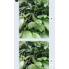 Bộ đôi vàng Siêu Ra Hoa - Siêu Dưỡng Trái Canxi Bo Hiệu Quả Cây Trồng Giá 130.000 VND 6