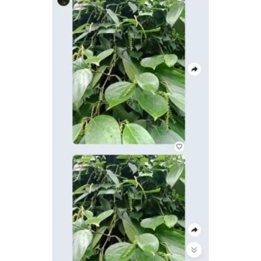 Bộ đôi vàng Siêu Ra Hoa - Siêu Dưỡng Trái Canxi Bo Hiệu Quả Cây Trồng Giá 130.000 VND 6