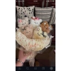 Bó Hoa 5 Cún Gấu Bông Handmade - Quà Tặng Sinh Nhật, Valentine, Tốt Nghiệp, 8/3 Giá 145.000 4