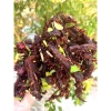 Bò khô 1kg Đập tỏi lá chanh Xé sợi: Siêu ngon, giảm giá 380k, hương vị đậm đà 2