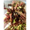 Bò khô 1kg Đập tỏi lá chanh Xé sợi: Siêu ngon, giảm giá 380k, hương vị đậm đà 3