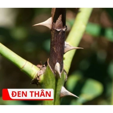 Bộ phòng và điều trị đen thân, đen cành hoa hồng, nấm lá, vàng lá, đốm đen - Giá ưu đãi 245.000 VND 2