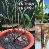 Bộ phòng và điều trị đen thân, đen cành hoa hồng, nấm lá, vàng lá, đốm đen - Giá ưu đãi 245.000 VND 3