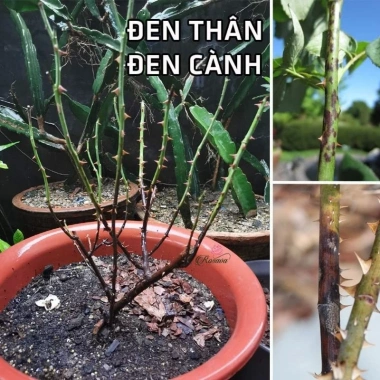 Bộ phòng và điều trị đen thân, đen cành hoa hồng, nấm lá, vàng lá, đốm đen - Giá ưu đãi 245.000 VND 3