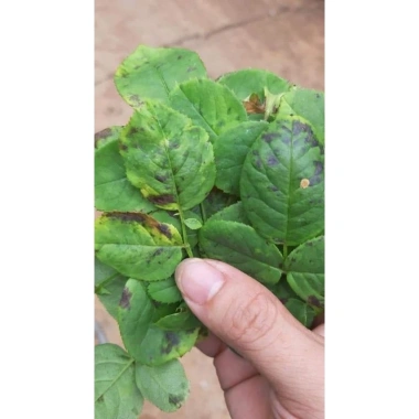 Bộ phòng và điều trị đen thân, đen cành hoa hồng, nấm lá, vàng lá, đốm đen - Giá ưu đãi 245.000 VND 4
