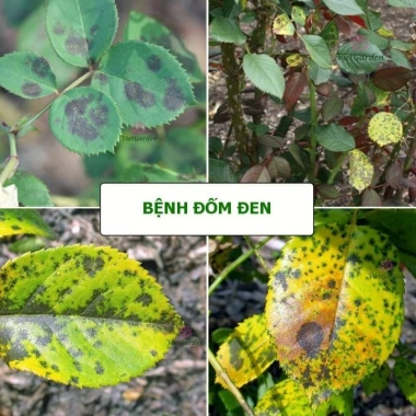 Bộ phòng và điều trị đen thân, đen cành hoa hồng, nấm lá, vàng lá, đốm đen - Giá ưu đãi 245.000 VND 5