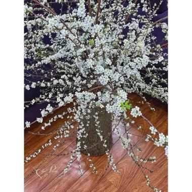 Bó tuyết mai siêu nụ dài 1m Trang trí Tết, decor nhà cửa, cắm lọ, setup studio, chụp ảnh, quà 23.000đ