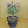 Bonsai Lavender Spanish Dáng - Dễ Trồng, Khoẻ, Hoa Thơm Oải Hương, Giá 200.000 VND (Giảm 258.000 VND)