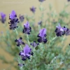 Bonsai Lavender Spanish Dáng - Dễ Trồng, Khoẻ, Hoa Thơm Oải Hương, Giá 200.000 VND (Giảm 258.000 VND) 2