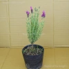 Bonsai Lavender Spanish Dáng - Dễ Trồng, Khoẻ, Hoa Thơm Oải Hương, Giá 200.000 VND (Giảm 258.000 VND) 3