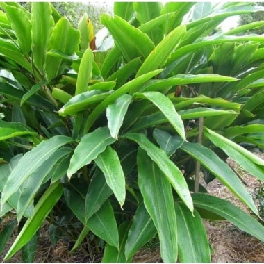 Bột lá riềng khô mịn 100-500g sấy lạnh - Nguyên chất 100% - Gói bánh chưng Tết - 66.500₫