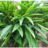 Bột lá riềng nguyên chất 100% sấy lạnh - Màu bánh chưng tự nhiên, gói 100-500g, giá chỉ 80.000₫ 6
