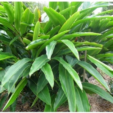 Bột lá riềng nguyên chất 100% sấy lạnh - Màu bánh chưng tự nhiên, gói 100-500g, giá chỉ 80.000₫