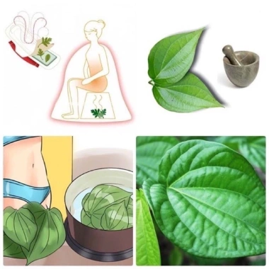 Bột lá trầu không xông hơ vùng kín sau sinh - làm sạch, ngừa nấm, giảm mùi 24k 5 Bột lá trầu không xông hơ vùng kín sau sinh - làm sạch, ngừa nấm, giảm mùi 24k 5