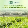 Bột Matcha Cozy Barista 200gr - Pha Latte, Mứt Nougat Tết, giảm còn 200.000 VND 5
