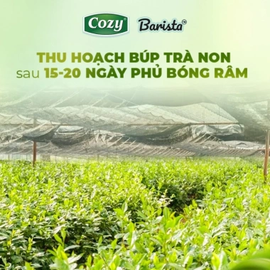 Bột Matcha Cozy Barista 200gr - Pha Latte, Mứt Nougat Tết, giảm còn 200.000 VND
