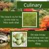 Bột trà xanh Uji Matcha Culinary grade 100g – Thơm ngon chuẩn vị, giảm giá 175k 3