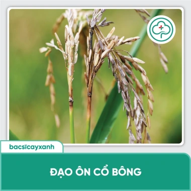 BS04 Trizon Phòng Đạo Ôn Lá Đạo Ôn Cổ Bông Lem Lép Hạt Trên Lúa Bác Sĩ Cây Xanh - Giá Ưu Đãi 248.000đ 4 BS04 Trizon Phòng Đạo Ôn Lá Đạo Ôn Cổ Bông Lem Lép Hạt Trên Lúa Bác Sĩ Cây Xanh - Giá Ưu Đãi 248.000đ 4