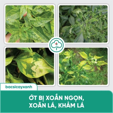 BS05 Movir Chặn Đứng Xoăn Lá - Phòng Sượng Trái Do Virus, Giá Giảm 85.000₫ 5 BS05 Movir Chặn Đứng Xoăn Lá - Phòng Sượng Trái Do Virus, Giá Giảm 85.000₫ 5