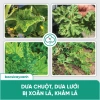BS05 Movir Chặn Đứng Xoăn Lá - Phòng Sượng Trái Do Virus, Giá Giảm 85.000₫ 6
