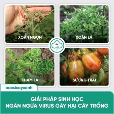BS05 Movir Chặn Đứng Xoăn Lá - Phòng Sượng Trái Do Virus, Giá Giảm 85.000₫ 7 BS05 Movir Chặn Đứng Xoăn Lá - Phòng Sượng Trái Do Virus, Giá Giảm 85.000₫ 7