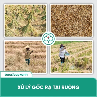 BS13 Xử Lý Gốc Rạ - Phân Hủy Nhanh Rơm Rạ, Đất Tơi Xốp Hữu Cơ | Bác Sĩ Cây Xanh 4 BS13 Xử Lý Gốc Rạ - Phân Hủy Nhanh Rơm Rạ, Đất Tơi Xốp Hữu Cơ | Bác Sĩ Cây Xanh 4