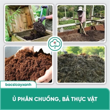 BS13 Xử Lý Gốc Rạ - Phân Hủy Nhanh Rơm Rạ, Đất Tơi Xốp Hữu Cơ | Bác Sĩ Cây Xanh 5 BS13 Xử Lý Gốc Rạ - Phân Hủy Nhanh Rơm Rạ, Đất Tơi Xốp Hữu Cơ | Bác Sĩ Cây Xanh 5