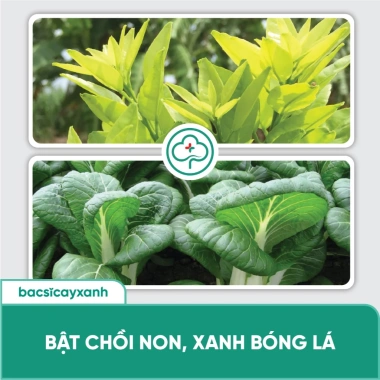 BS15 Nuti Phân Bón Kích Cây Ra Hoa Nhanh Đậu Trái Bông Trổ Đều Giá Ưu Đãi 186.120đ 4 BS15 Nuti Phân Bón Kích Cây Ra Hoa Nhanh Đậu Trái Bông Trổ Đều Giá Ưu Đãi 186.120đ 4