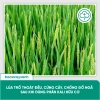 BS34 Kali Hữu Cơ - Tăng Đông Lúa, Trổ Thoát Nặng Hạt Giai Đoạn Làm Đòng | Bác Sĩ Cây Xanh 198k 4
