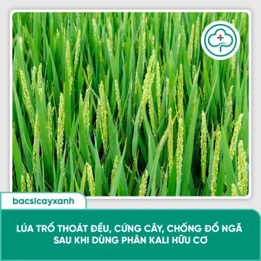BS34 Kali Hữu Cơ - Tăng Đông Lúa, Trổ Thoát Nặng Hạt Giai Đoạn Làm Đòng | Bác Sĩ Cây Xanh 198k 4 BS34 Kali Hữu Cơ - Tăng Đông Lúa, Trổ Thoát Nặng Hạt Giai Đoạn Làm Đòng | Bác Sĩ Cây Xanh 198k 4