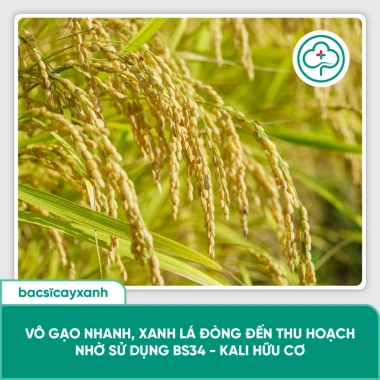 BS34 Kali Hữu Cơ - Tăng Đông Lúa, Trổ Thoát Nặng Hạt Giai Đoạn Làm Đòng | Bác Sĩ Cây Xanh 198k 5 BS34 Kali Hữu Cơ - Tăng Đông Lúa, Trổ Thoát Nặng Hạt Giai Đoạn Làm Đòng | Bác Sĩ Cây Xanh 198k 5