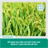 BS34 Kali Hữu Cơ - Tăng Đông Lúa, Trổ Thoát Nặng Hạt Giai Đoạn Làm Đòng | Bác Sĩ Cây Xanh 198k 6