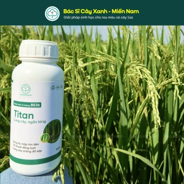 BS36 Titan Cứng Cây Ngắn Lóng Dày Lá - Chống Đổ Ngã, Không Nghẹn Đòng 205.000 3 BS36 Titan Cứng Cây Ngắn Lóng Dày Lá - Chống Đổ Ngã, Không Nghẹn Đòng 205.000 3