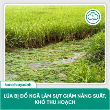 BS36 Titan Cứng Cây Ngắn Lóng Dày Lá - Chống Đổ Ngã, Không Nghẹn Đòng 205.000 4 BS36 Titan Cứng Cây Ngắn Lóng Dày Lá - Chống Đổ Ngã, Không Nghẹn Đòng 205.000 4