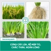 BS36 Titan Cứng Cây Ngắn Lóng Dày Lá - Chống Đổ Ngã, Không Nghẹn Đòng 205.000 5