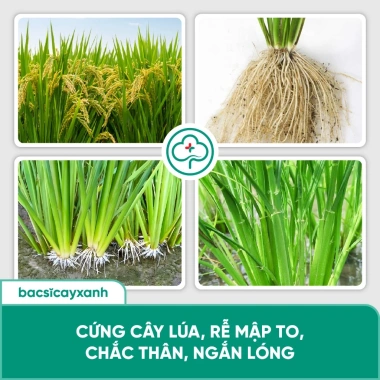 BS36 Titan Cứng Cây Ngắn Lóng Dày Lá - Chống Đổ Ngã, Không Nghẹn Đòng 205.000 5 BS36 Titan Cứng Cây Ngắn Lóng Dày Lá - Chống Đổ Ngã, Không Nghẹn Đòng 205.000 5