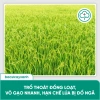BS36 Titan Cứng Cây Ngắn Lóng Dày Lá - Chống Đổ Ngã, Không Nghẹn Đòng 205.000 7