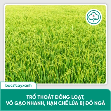 BS36 Titan Cứng Cây Ngắn Lóng Dày Lá - Chống Đổ Ngã, Không Nghẹn Đòng 205.000 7 BS36 Titan Cứng Cây Ngắn Lóng Dày Lá - Chống Đổ Ngã, Không Nghẹn Đòng 205.000 7